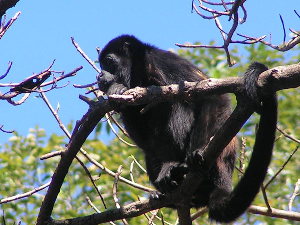Mantle howler monkey @ Dave Griffiths