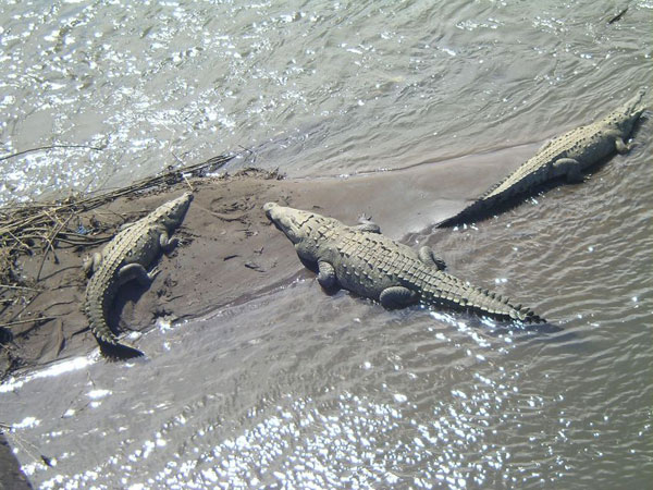 Be aware för solande krokodiler! @ Elisabeth Karlsson