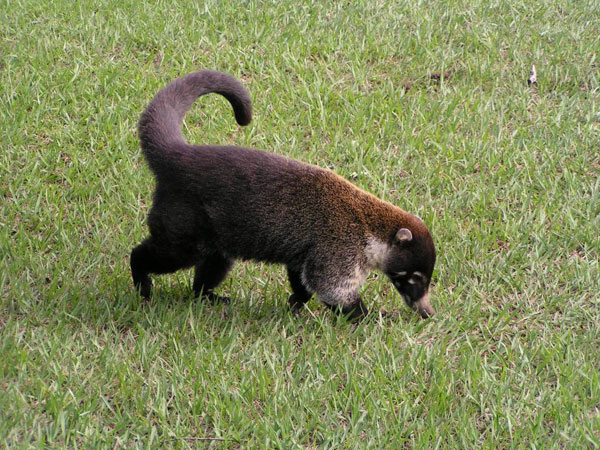 White nose coati@Dave Griffiths